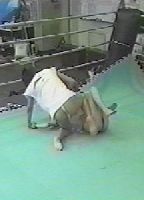 Valkyrie <strong>Cat</strong> Fight 17 jacket